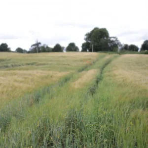 A photo of a field of grain mid growth. The sky is overcast.